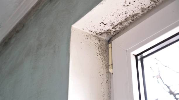 Best HVAC Mold Remediation in Shelbyville, IN