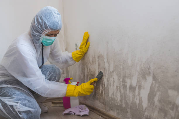 Best Residential Mold Remediation in Shelbyville, IN