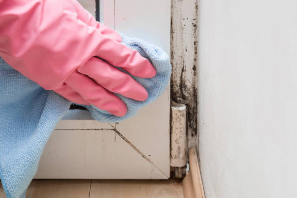 Best Commercial Mold Remediation in Shelbyville, IN